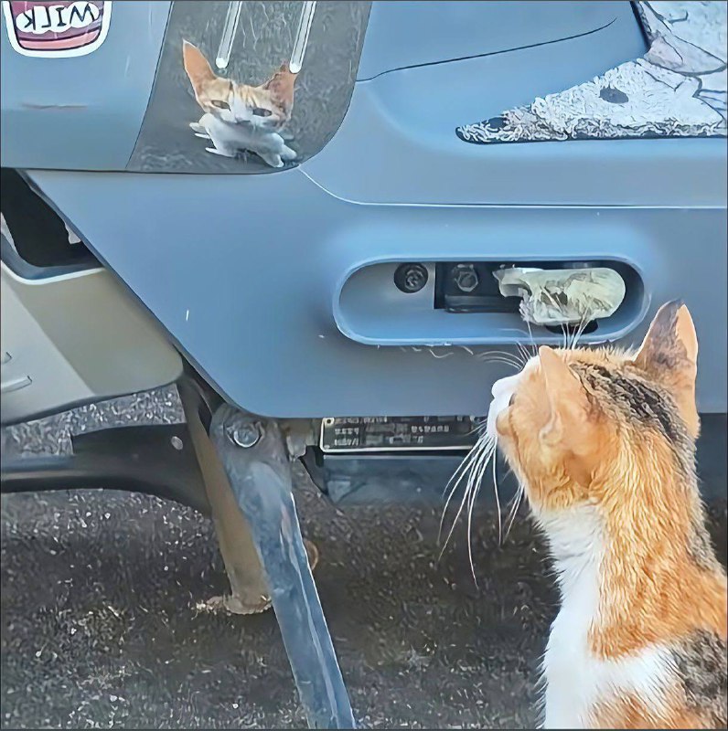 咪：我就长这个雷霆样吗