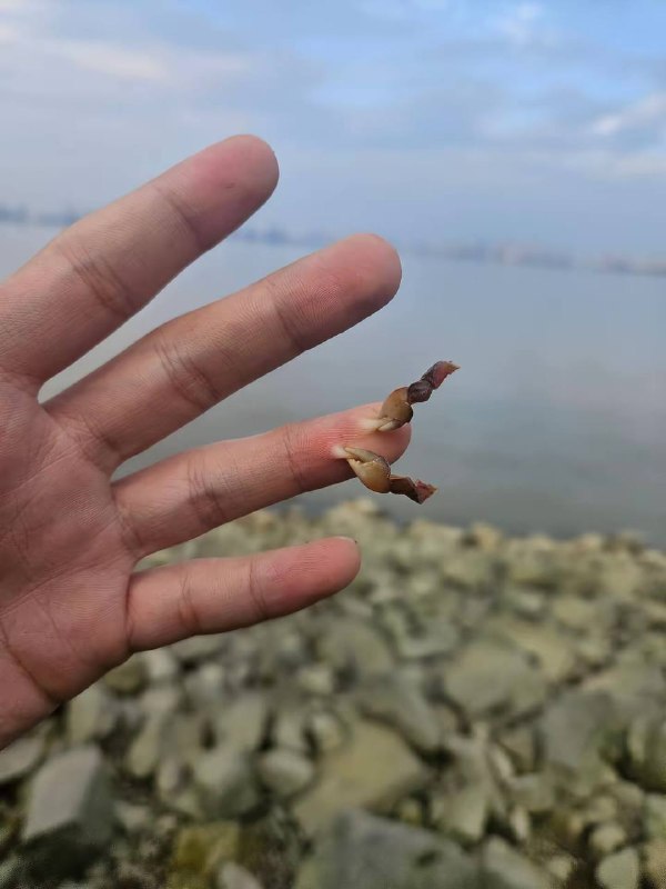 抓螃蟹🦀