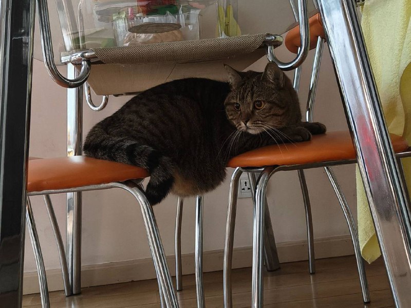 咪的大胃袋咪的大胃袋