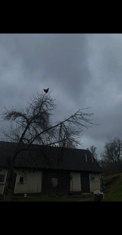 鸡：远方到底有什么呢？