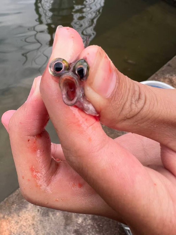 可惜嘴有点小……