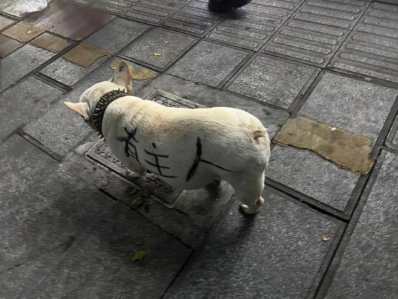 你主人呢？