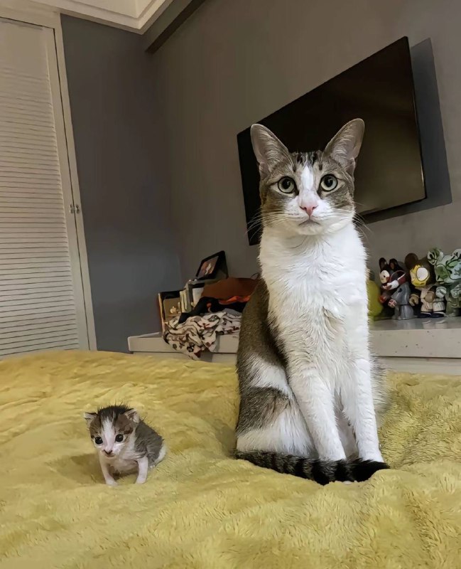 #猫咪 嗦成芒果核了