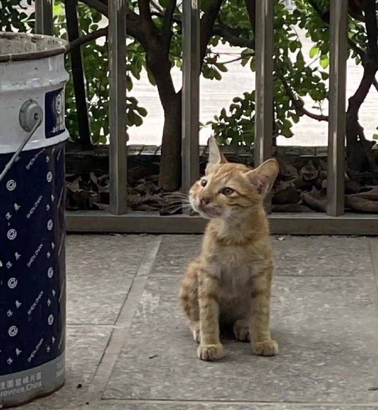 或许小猫也有烦恼吧或许小猫也有烦恼吧