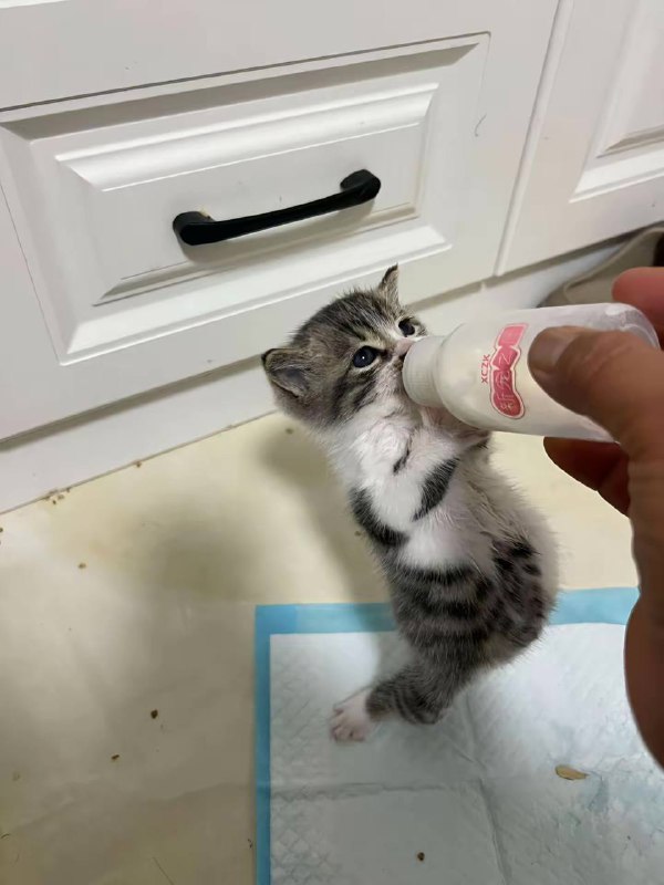 两杯下肚更是真情流露 #小奶猫 #微醺 #萌宠￼￼ #鸡翅包饭