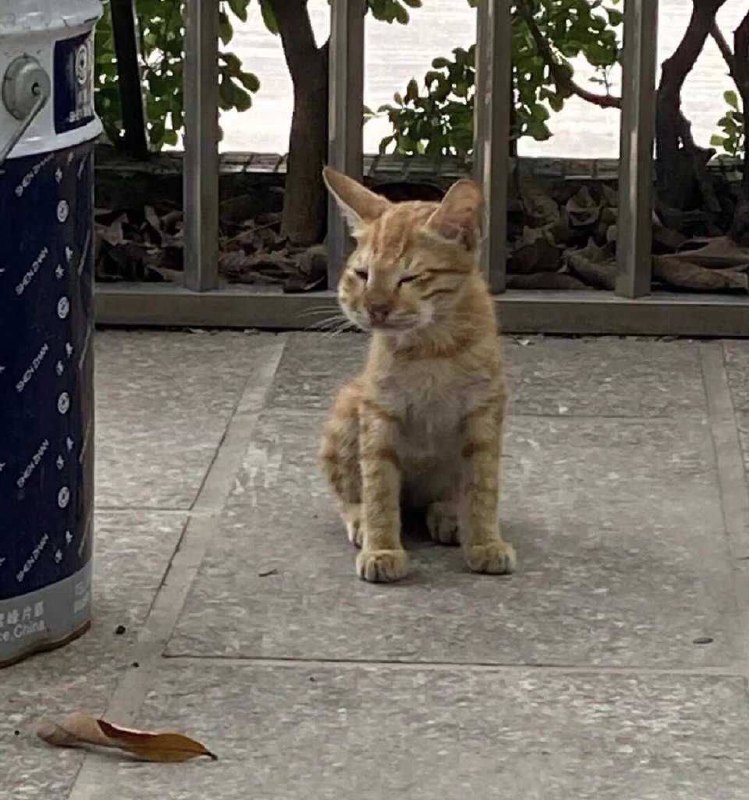 或许小猫也有烦恼吧或许小猫也有烦恼吧