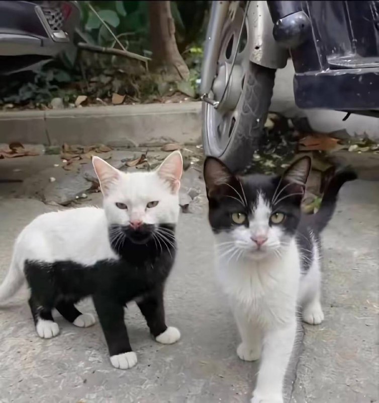 王中王，盖中盖 #猫