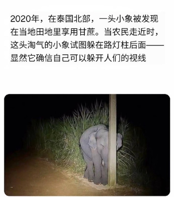 小象宝宝你好可爱
