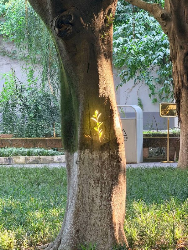 阳光刚好打在这颗小草上