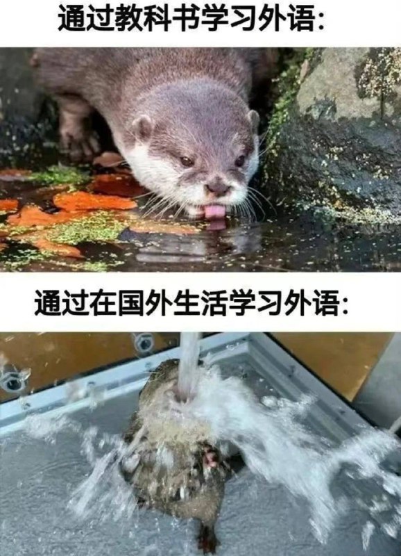 外语入门到手语精通