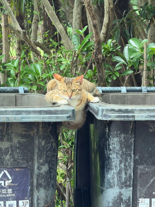 万一小猫抓着两个垃圾桶是为了防止地球裂开呢万一小猫抓着两个垃圾桶是为了防止地球裂开呢