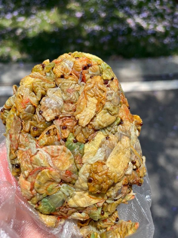 虫饼虫饼
