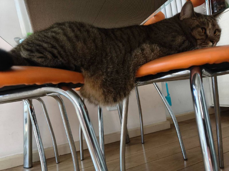 咪的大胃袋咪的大胃袋