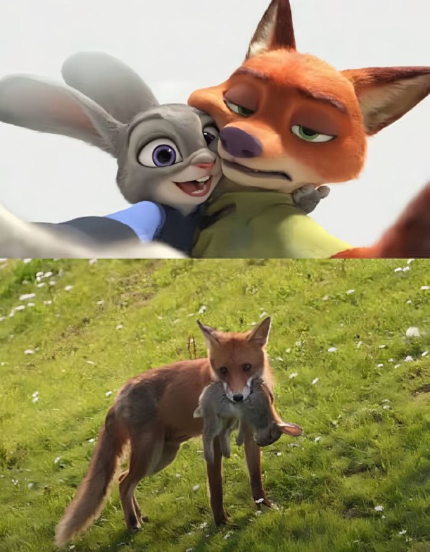 童话故事都是骗人的 #疯狂动物城￼￼