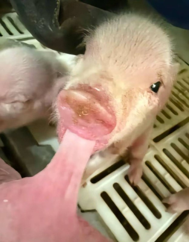 开吃开吃