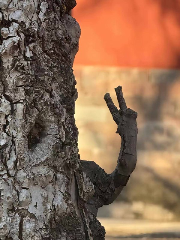 一棵会比✌🏻的树￼￼