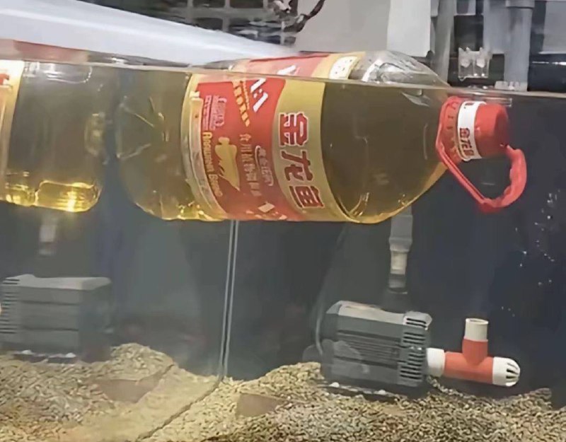 养鱼界来了一只智障