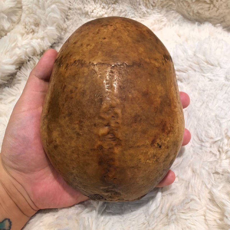 藏文化藏文化