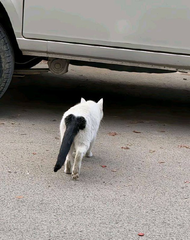 差点看成猫尾巴
