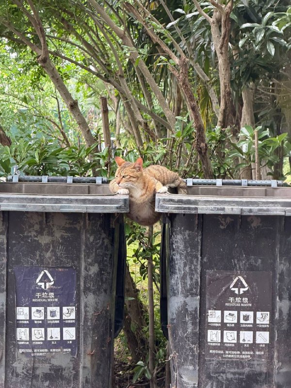 万一小猫抓着两个垃圾桶是为了防止地球裂开呢万一小猫抓着两个垃圾桶是为了防止地球裂开呢