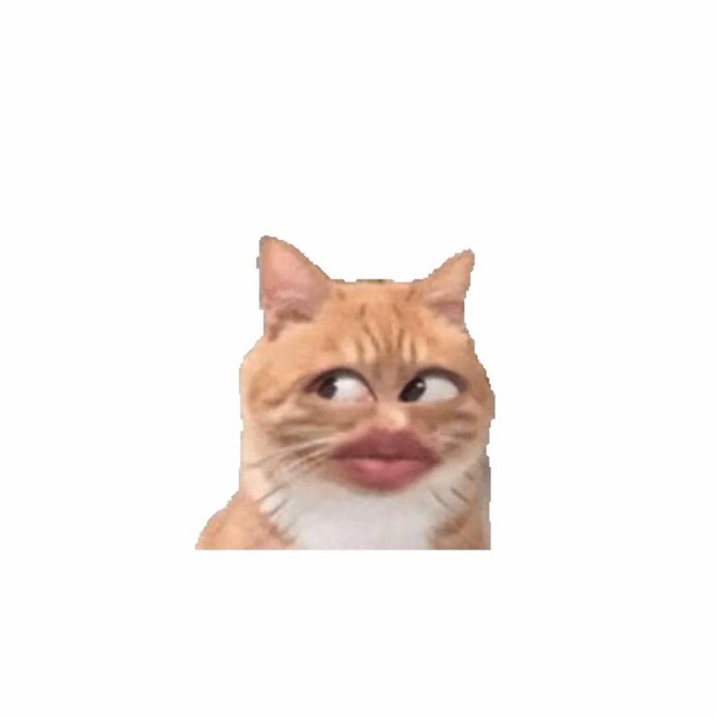 #香肠嘴 #猫 故人之姿#香肠嘴 #猫 故人之姿