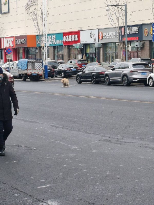 实名举报在大街上拉屎的大黄狗￼￼实名举报在大街上拉屎的大黄狗￼￼