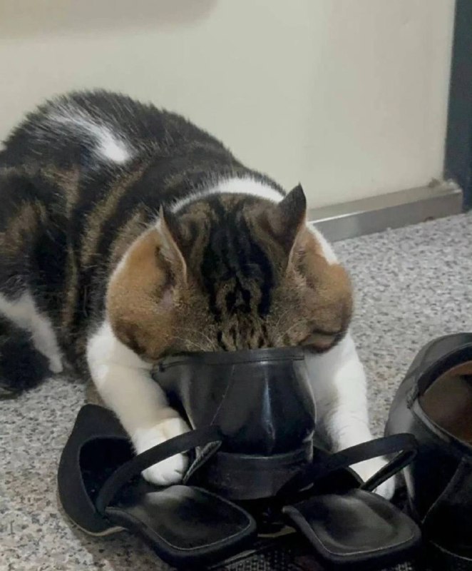 猫儿这个过肺猫儿这个过肺