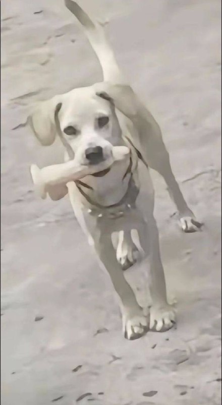 别想太多 这不磨牙棒吗