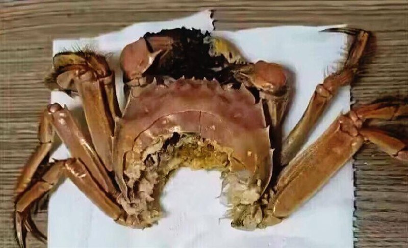 咬合力堪比非洲鬣狗