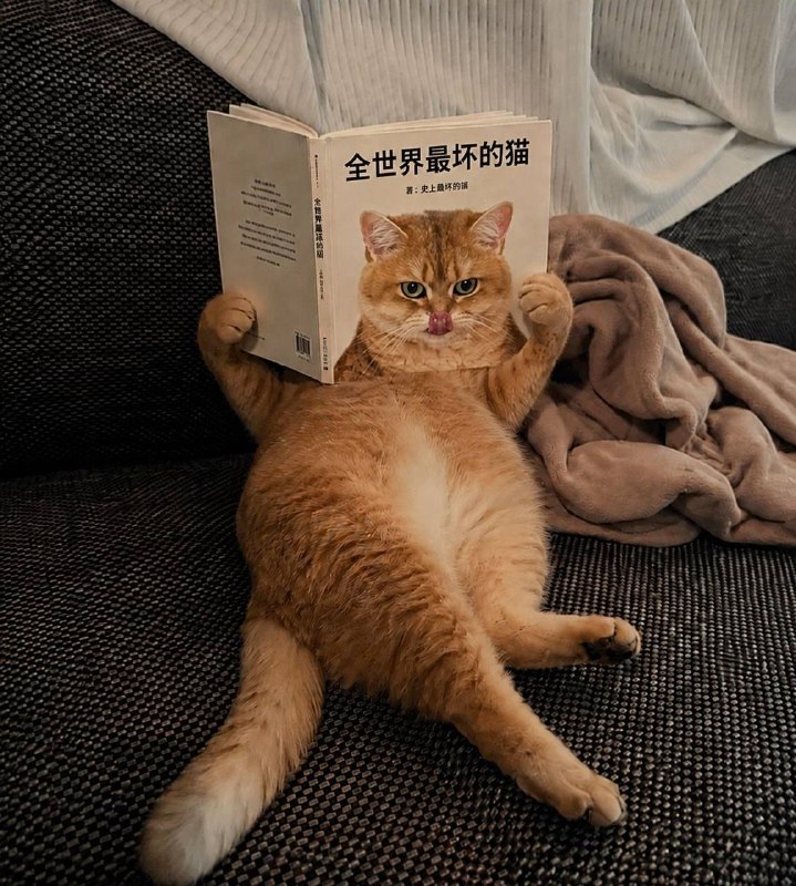 看自传呢？