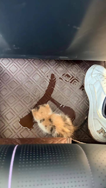 小猫还是个书法家