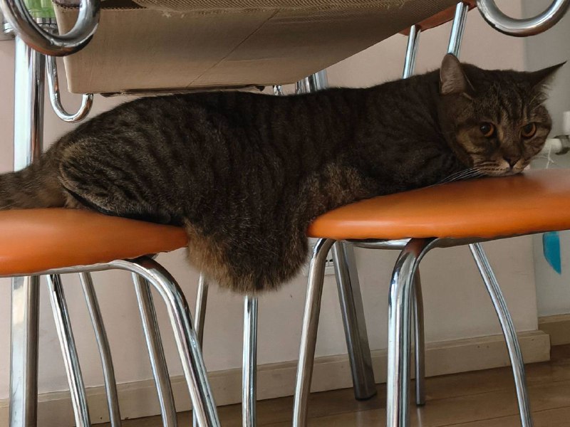 咪的大胃袋咪的大胃袋