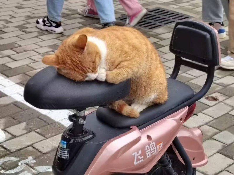 这么会享受 #咪咪