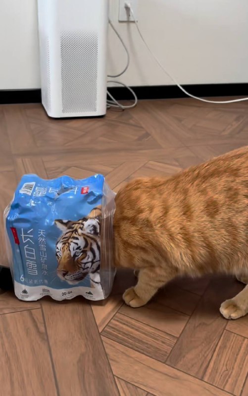 猛虎