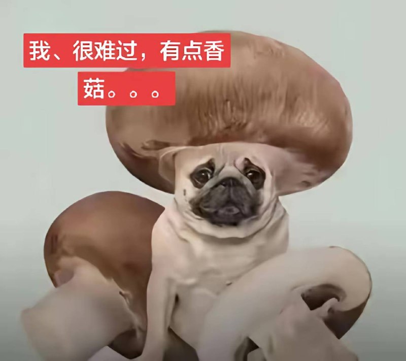 香菇狗