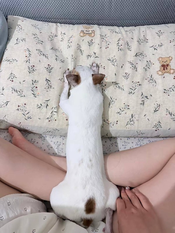 好长的狗