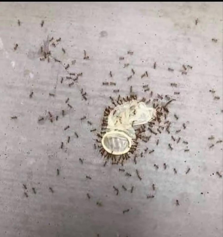 食人蚁