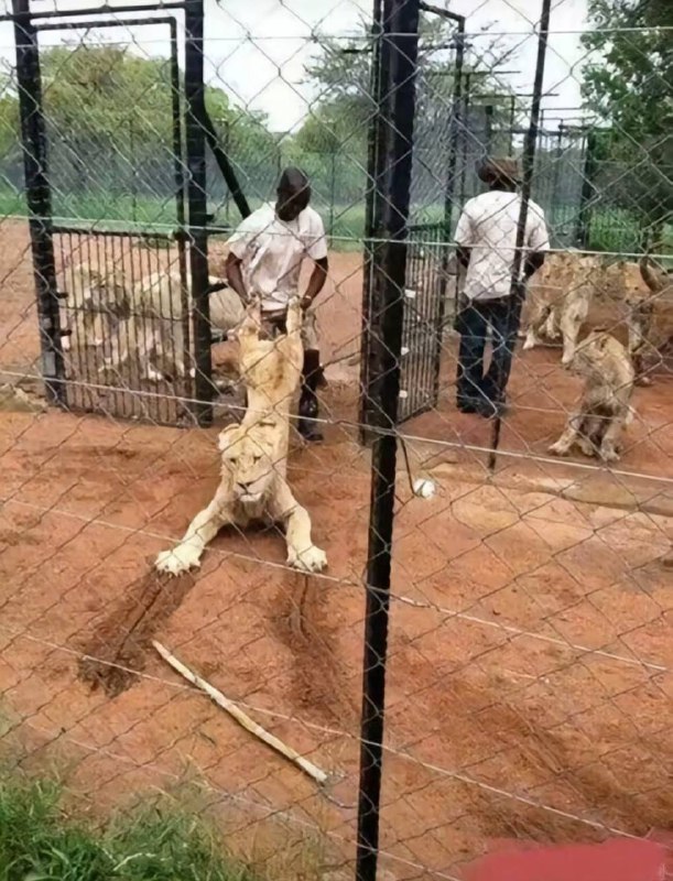 不要啊，现在还漏尿 #黑人