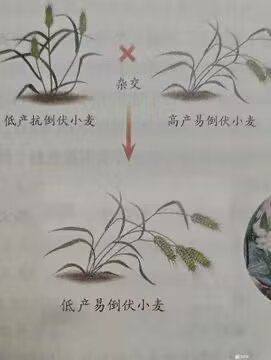 取其糟粕去其精华