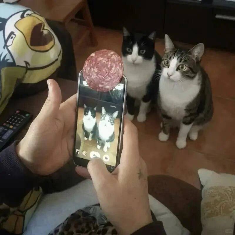 这个就是我呀 头上有两个妙脆角 #猫咪
