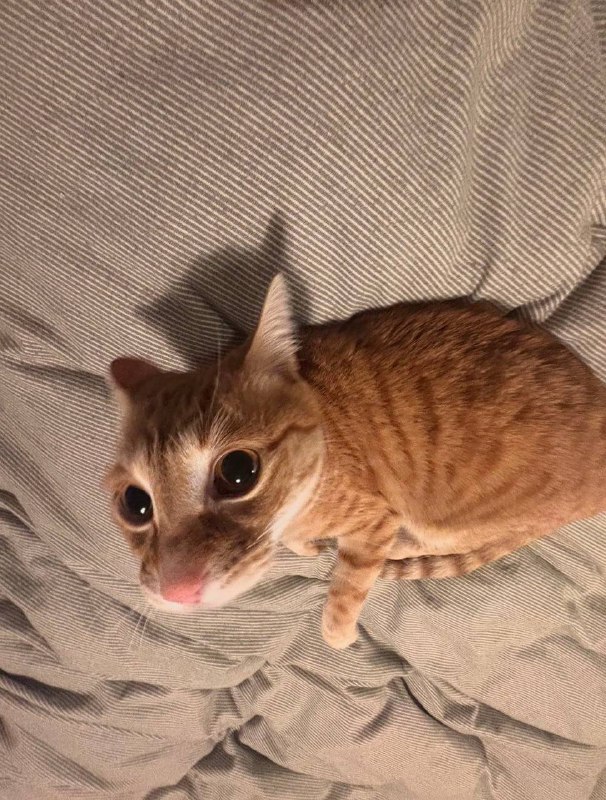 老鼠？
