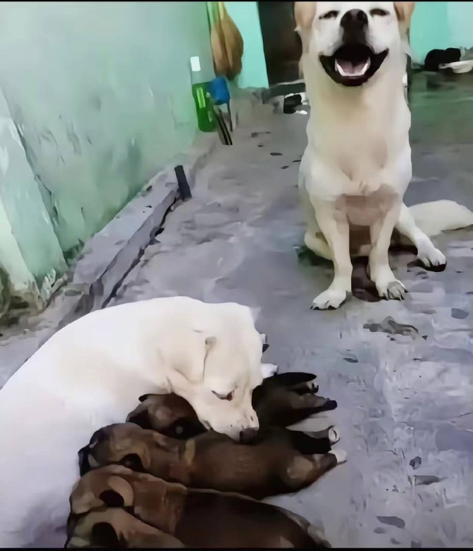 堪比你的网恋女友怀孕了