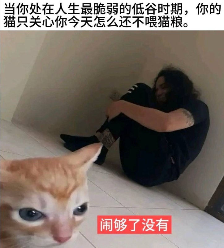 没有喂猫粮就去伤心是我的失职