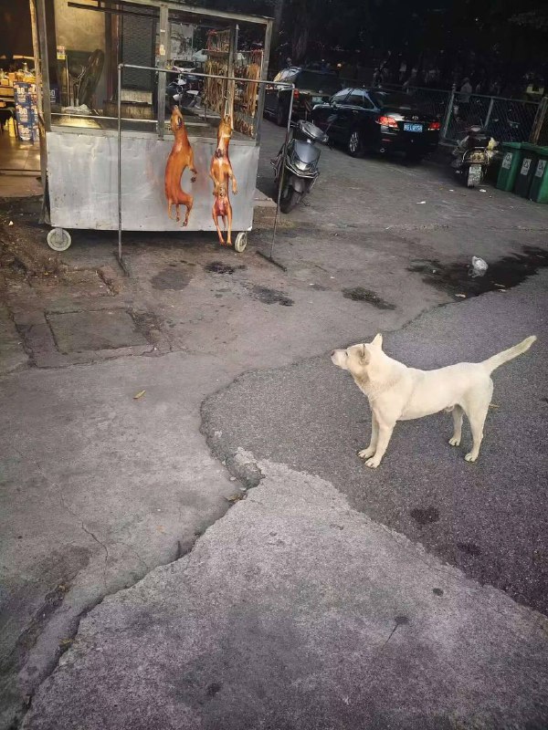 站在狗的角度挺恐怖的