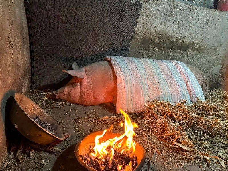 哥们对嫂子没得说