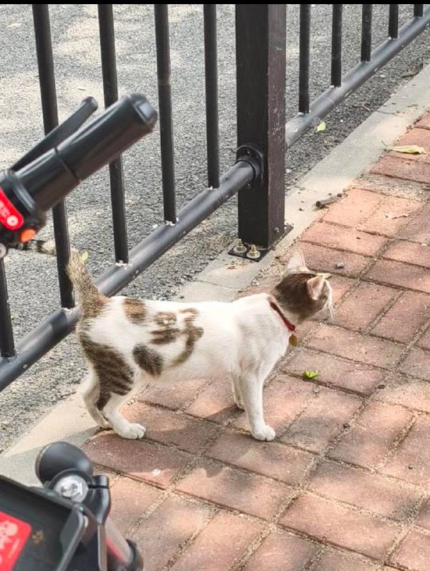野猫