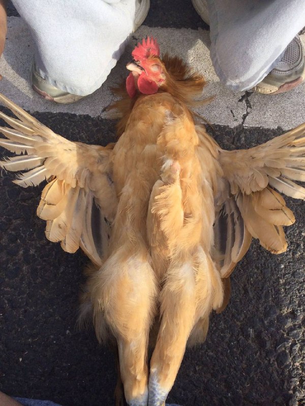 神圣感