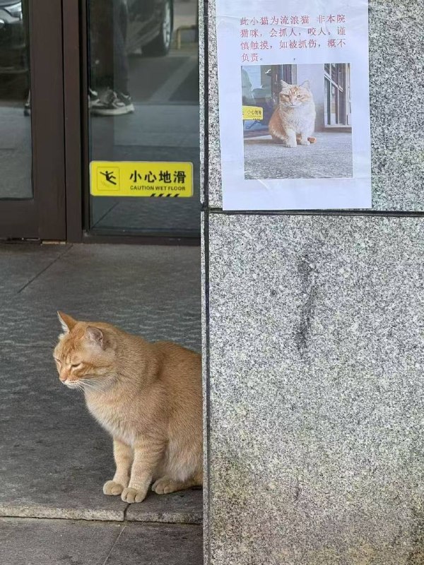 咪吃了不识字的亏