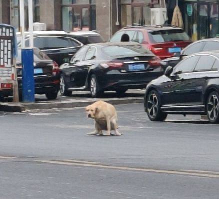实名举报在大街上拉屎的大黄狗￼￼实名举报在大街上拉屎的大黄狗￼￼