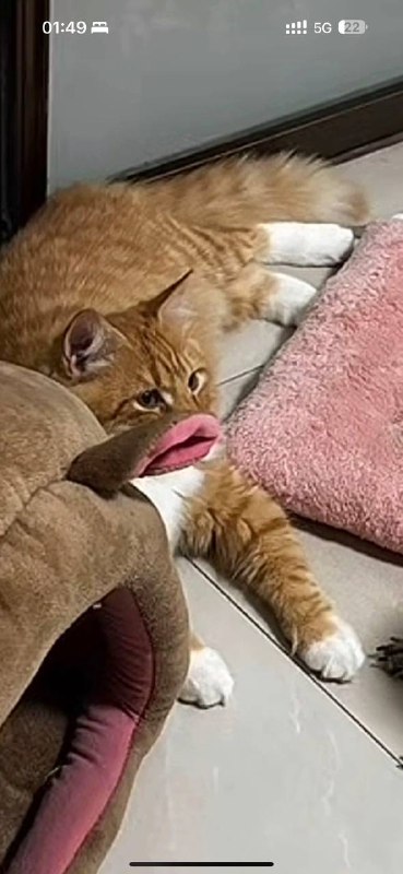 #香肠嘴 #猫 故人之姿#香肠嘴 #猫 故人之姿